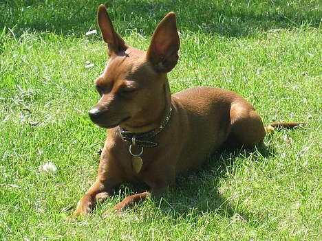 Dvaergpinscher Channi - er der noget bedre en at nyde solen i haven??? billede 7