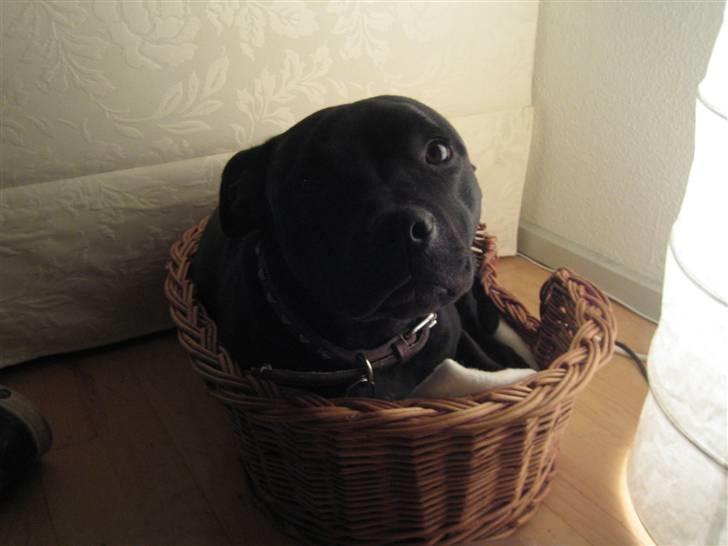 Staffordshire bull terrier     ITSO  24. okt - Den nærmeste seng er go nok til en træt lille hunni billede 2