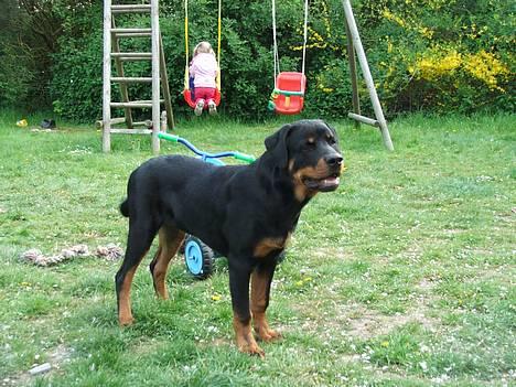 Rottweiler Vom Hause Luna's Bodie billede 17