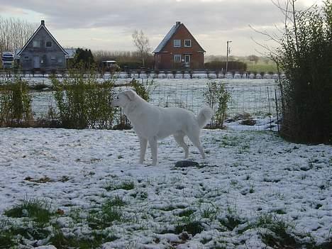 Blanding af racer Basse billede 7