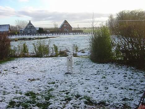 Blanding af racer Basse billede 8