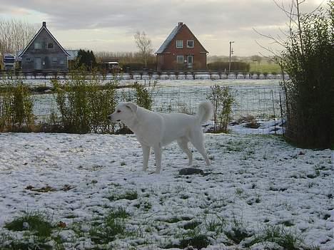 Blanding af racer Basse billede 9