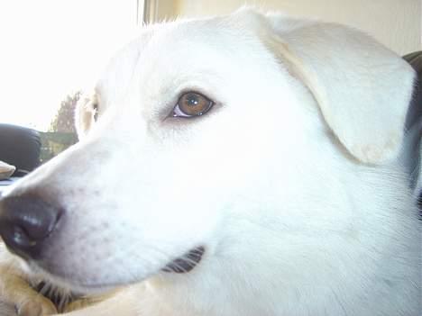 Blanding af racer Basse billede 11