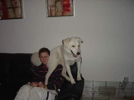 Blanding af racer Basse - Basse og mor billede 12