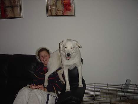 Blanding af racer Basse - Eller skulle man skrive bjergged og mor billede 13