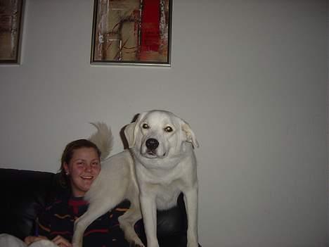 Blanding af racer Basse - Men go udkigspost billede 14