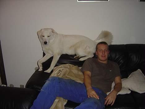 Blanding af racer Basse - Ged og far billede 15