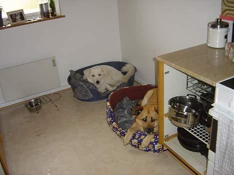 Blanding af racer Basse - Basse og bedste ven Buffer billede 16