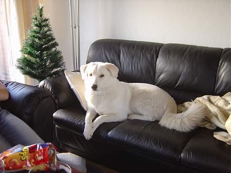 Blanding af racer Basse - Elsker sofaen.. billede 18