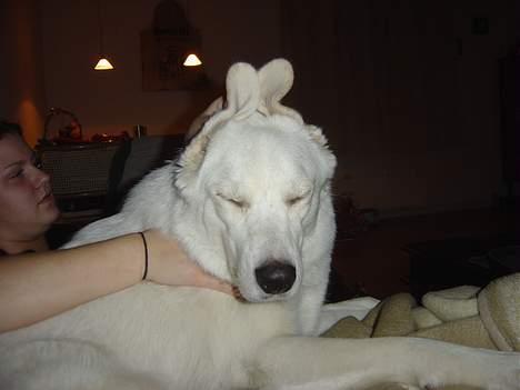 Blanding af racer Basse - Tja... Hva skal jeg sige? billede 19