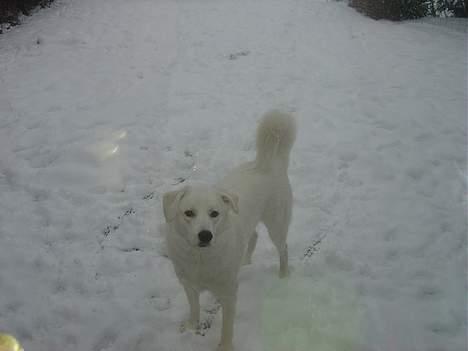 Blanding af racer Basse - Sidste vinter. Men så er han jo ikke hvid længere.. billede 20