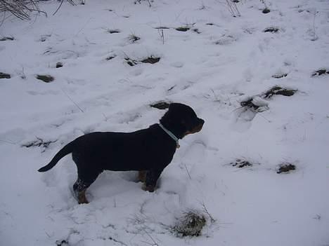 Rottweiler Vom Hause Luna's Bodie billede 18