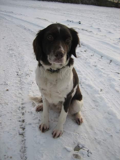 Kleiner münsterländer Tasha billede 11