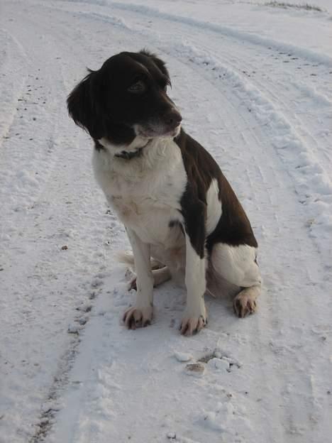 Kleiner münsterländer Tasha billede 12