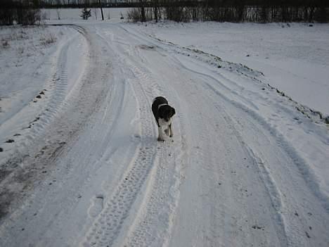 Kleiner münsterländer Tasha billede 13