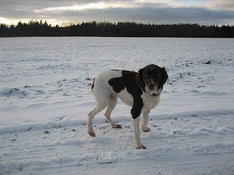 Kleiner münsterländer Tasha billede 14