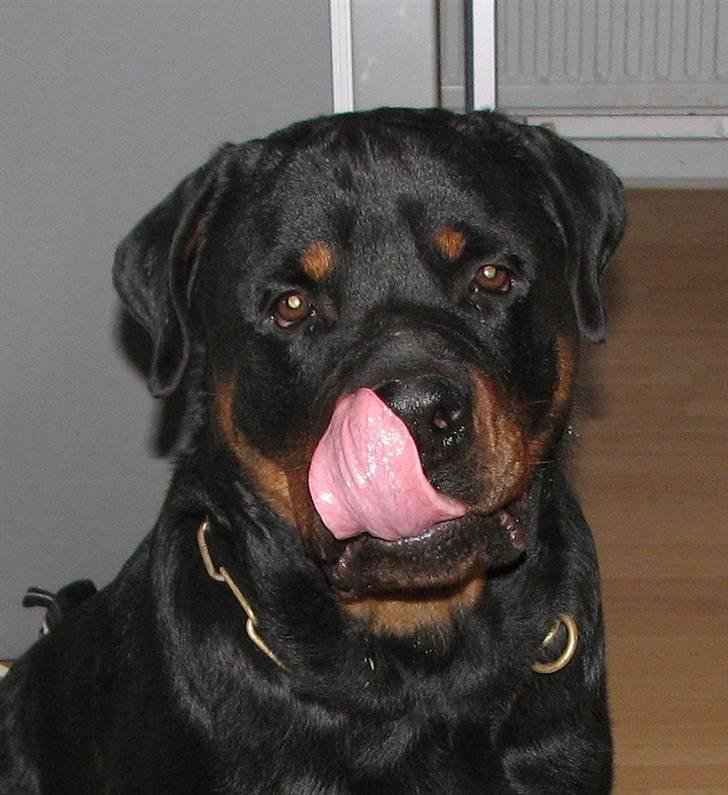 Rottweiler Vom Hause Luna's Bodie - Nyt d.19-1-2008 billede 20