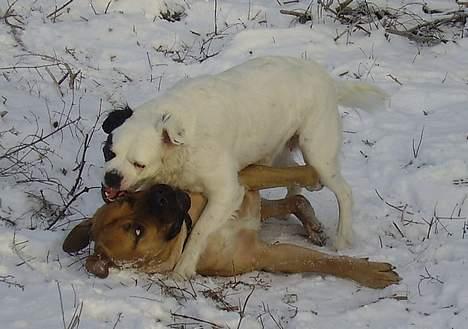 Blanding af racer Emma* himmelhund* - KAN DU SÅ HØRE  HVAD JEG SIGER, VICTOR ?..........ikke røre mig ellers bliver jeg snart MEGET vred. (stakkels Victor......han prøver bare at charme) billede 15