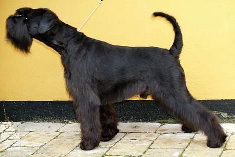 Dvaergschnauzer Sváva's Bioccolo - Tarzan - tarzan 24-01-2007 udstillingsklar :-) billede 15