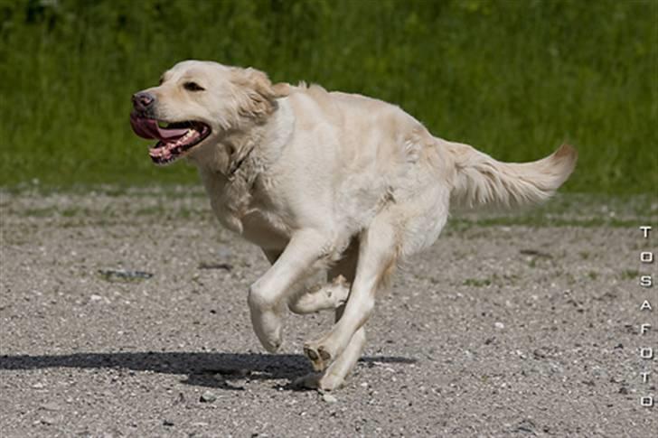 Blanding af racer Tilde billede 4