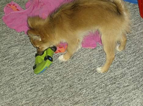 Blanding af racer Bjørn Mor/Svigermors HUND billede 4