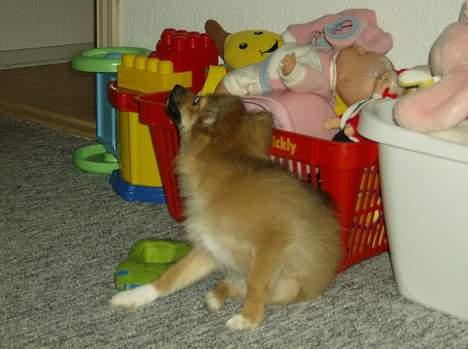 Blanding af racer Bjørn Mor/Svigermors HUND billede 5