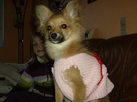 Blanding af racer Bjørn Mor/Svigermors HUND billede 6