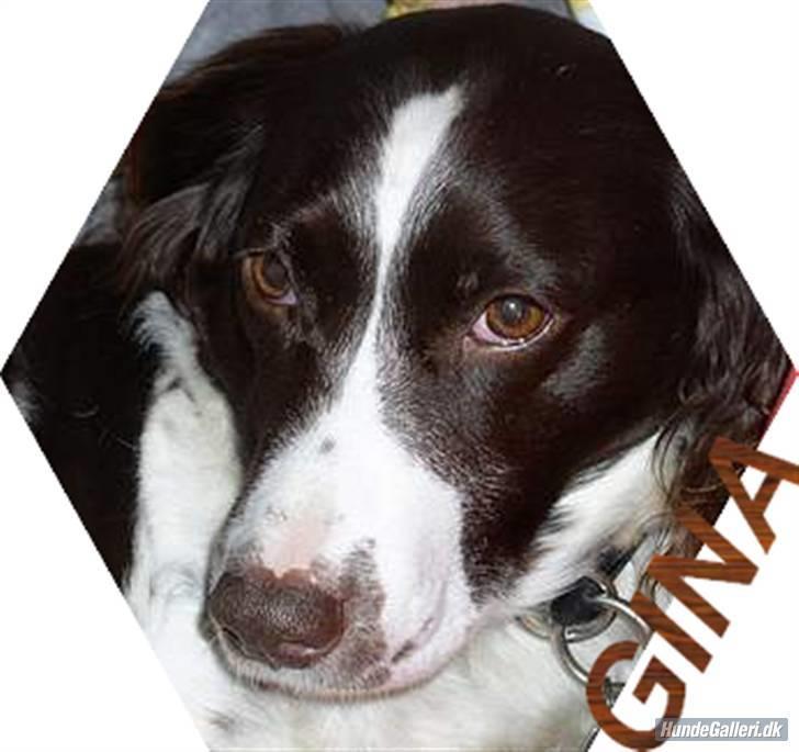 Kleiner münsterländer gina R.I.P :'( - er hun ikke bare sød når hun ligger ned billede 1