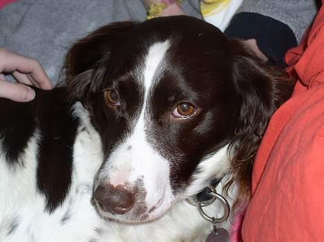 Kleiner münsterländer gina R.I.P :'( - er hun ikke bare sød<3<3<3<3<3<3 billede 2