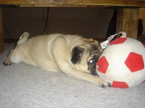 Mops Viggo & Carlo billede 16