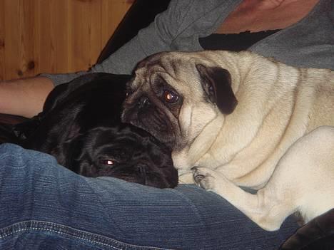 Mops Viggo & Carlo - Vi kan aldrig undvære hinanden  billede 17