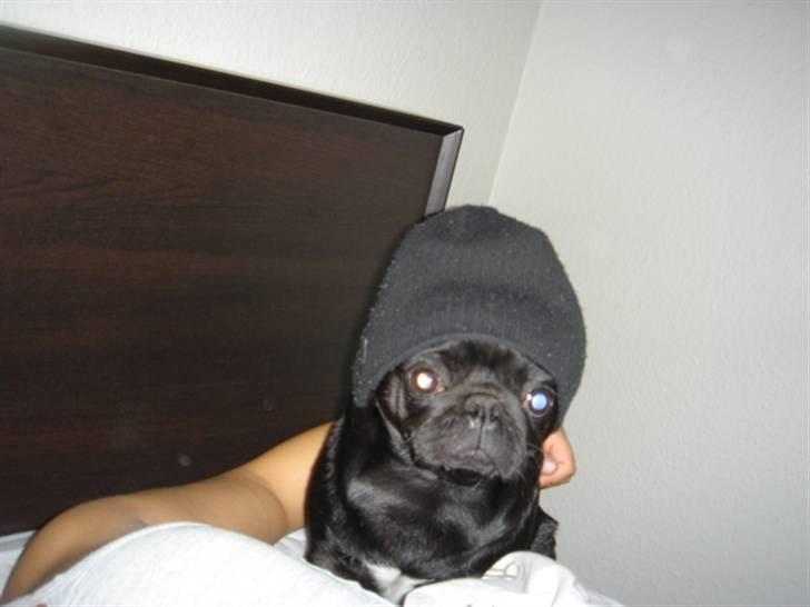 Mops Viggo & Carlo billede 18