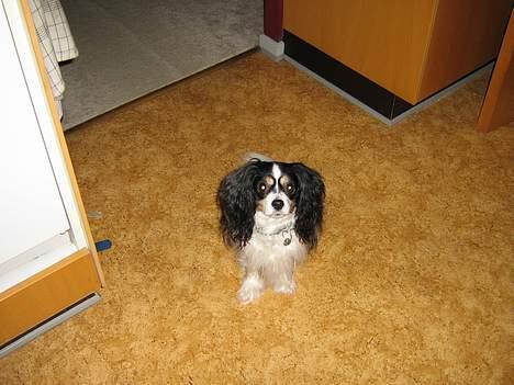 Blanding af racer Maggie - Se hvor sødt jeg sidder, må jeg så ikk´ nok få den hundekiks nu ? billede 7