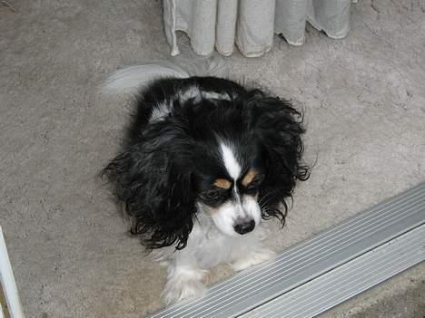 Blanding af racer Maggie - Der er en masse spændende ting derude !  billede 8