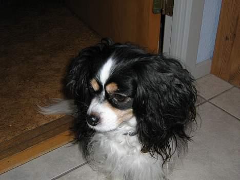 Blanding af racer Maggie - Var der ikke lige noget der ovre ?! billede 9