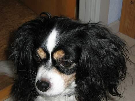 Blanding af racer Maggie billede 10