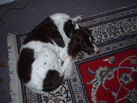 Kleiner münsterländer gina R.I.P :'( - jeg tager lige mig en lur<3<3<3 billede 3