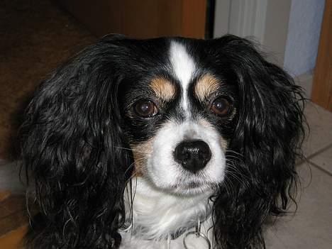 Blanding af racer Maggie - Jeg føler mig lidt træt ! billede 11