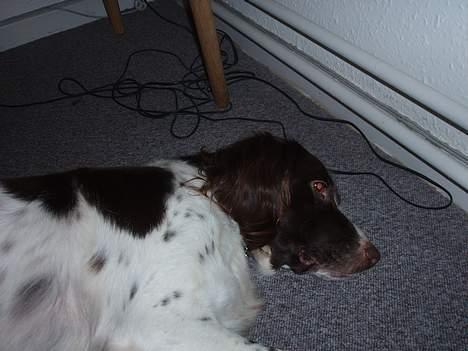 Kleiner münsterländer gina R.I.P :'( - her ligger jeg godt:-) billede 4