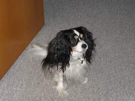 Blanding af racer Maggie billede 12