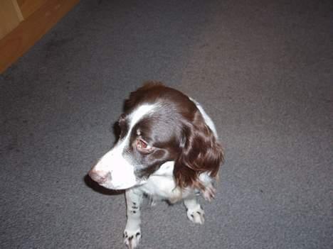 Kleiner münsterländer gina R.I.P :'( - er jeg ikke smuk<3 billede 5