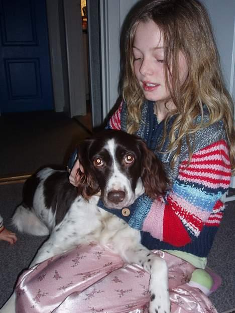 Kleiner münsterländer gina R.I.P :'( - her sidder jeg godt på katja billede 6