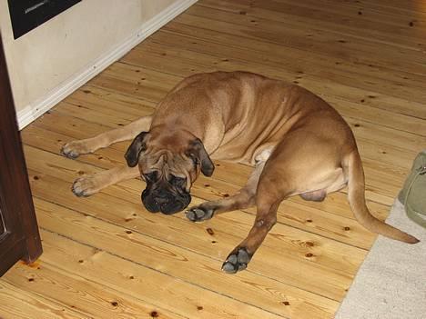 Bullmastiff Holger R.I.P. billede 1
