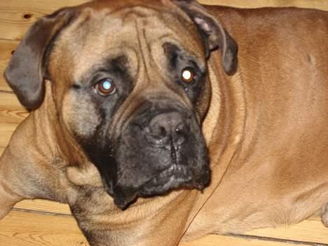 Bullmastiff Holger R.I.P. billede 2