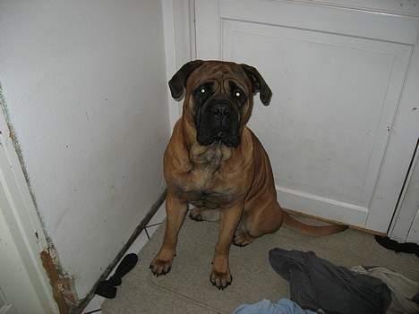 Bullmastiff Holger R.I.P. billede 3