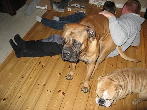 Bullmastiff Holger R.I.P. billede 4