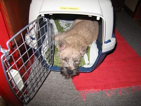 Cairn terrier Frigg's Skinfaxe / Cujo - Død-træt lille hund billede 10