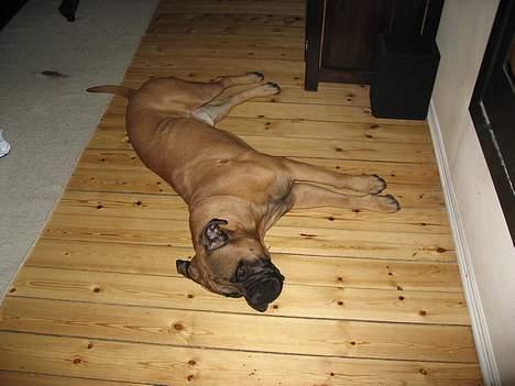 Bullmastiff Holger R.I.P. billede 5