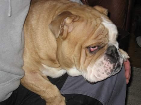 Engelsk bulldog Ib billede 2