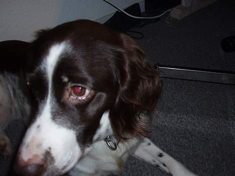 Kleiner münsterländer gina R.I.P :'( - jeg gider ikke lige nu jeg slapper af billede 7